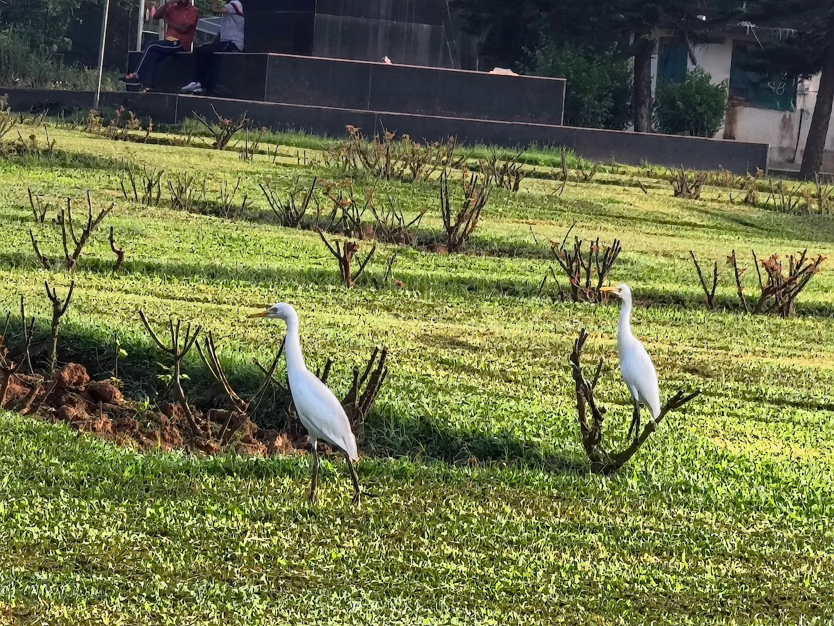 Garcilla Bueyera Oriental - ML644511808