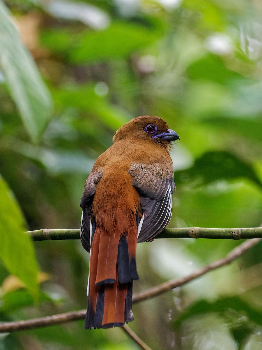 Красноголовый трогон - ML644511818