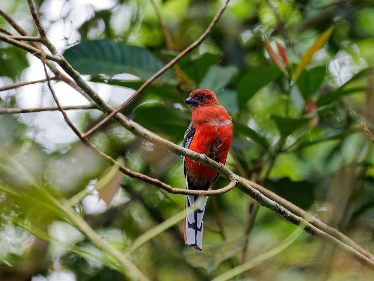 Красноголовый трогон - ML644511819