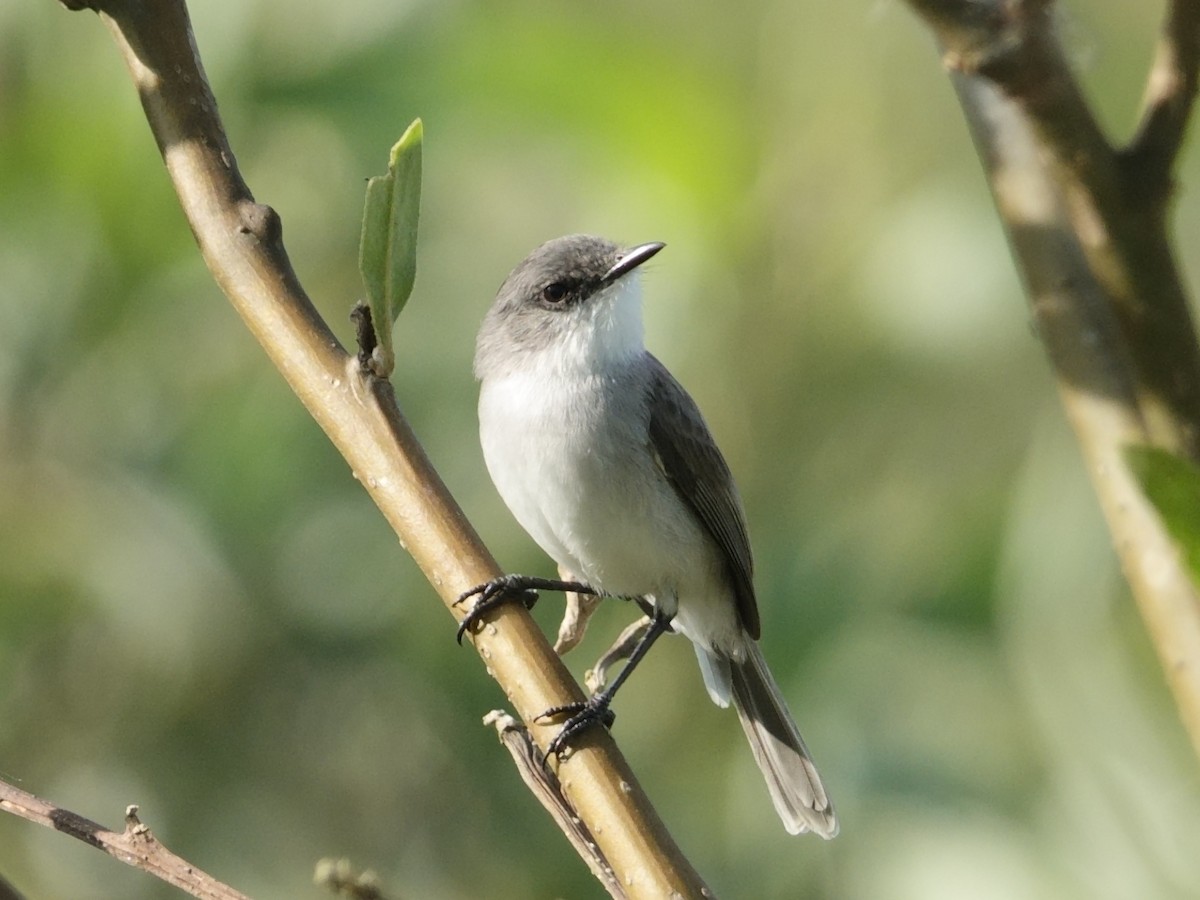 Nehir Tiranületi - ML644511820