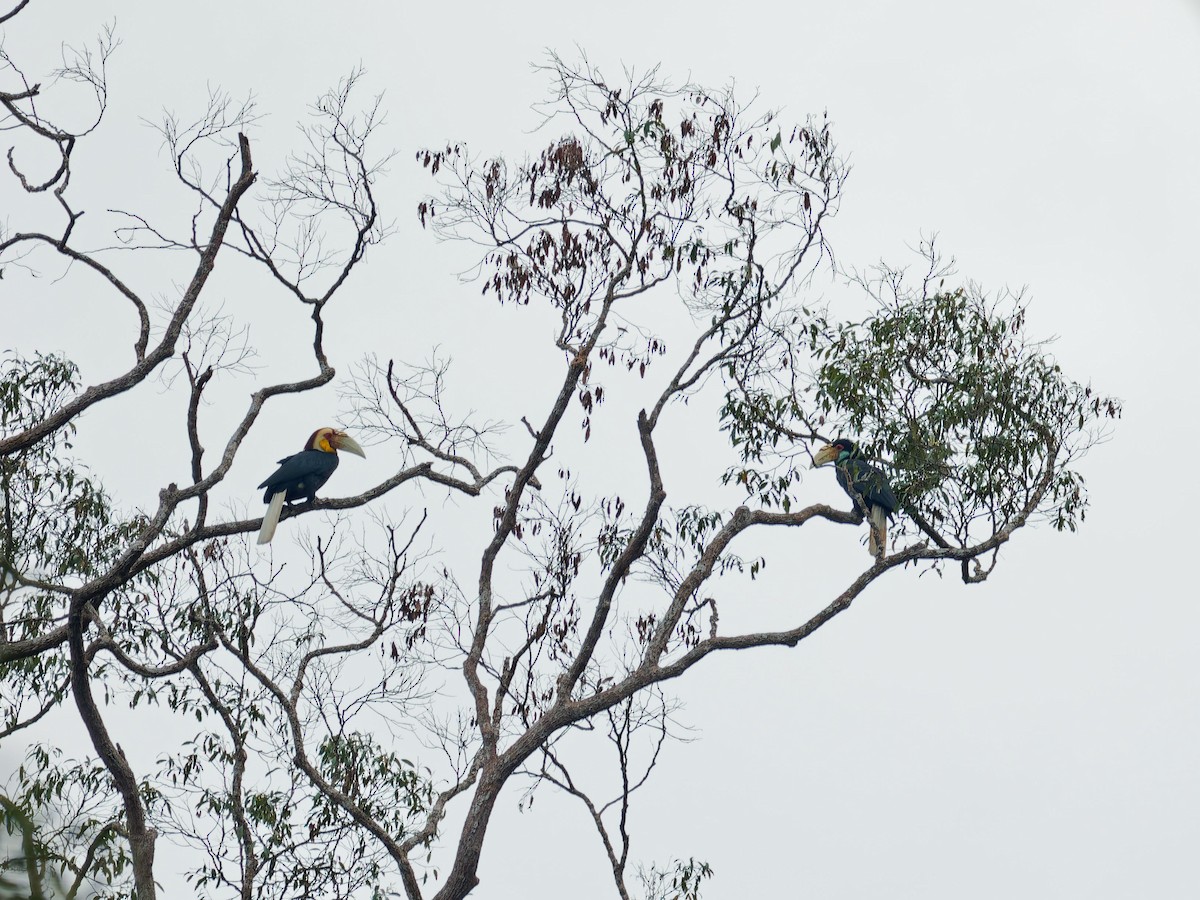 Wreathed Hornbill - ML644511821