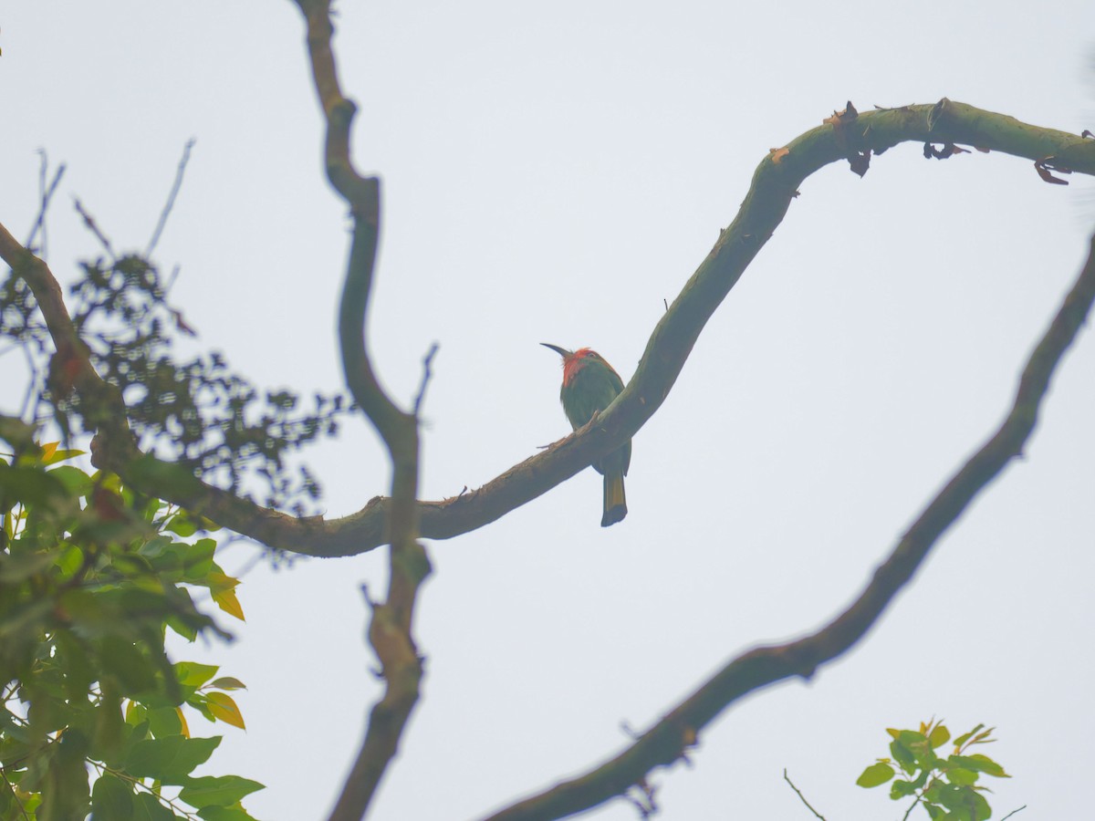 Red-bearded Bee-eater - ML644511823