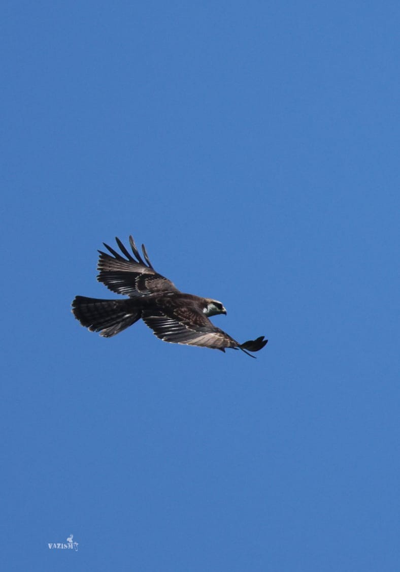 Aigle à ventre roux - ML644511826