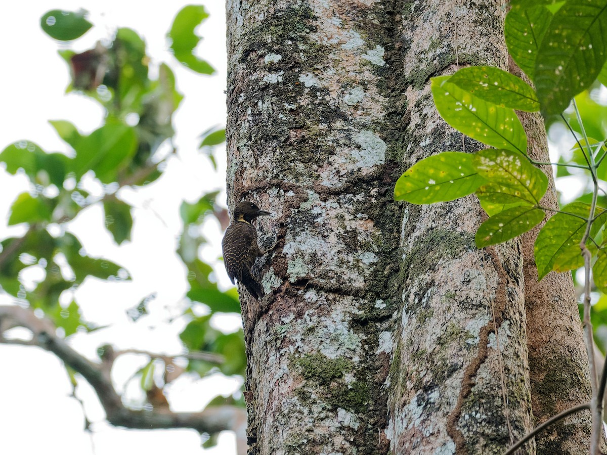 Buff-necked Woodpecker - ML644511830