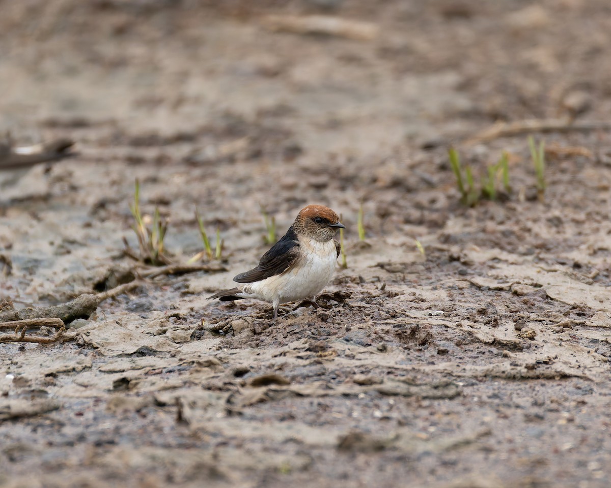 Fairy Martin - ML644511836