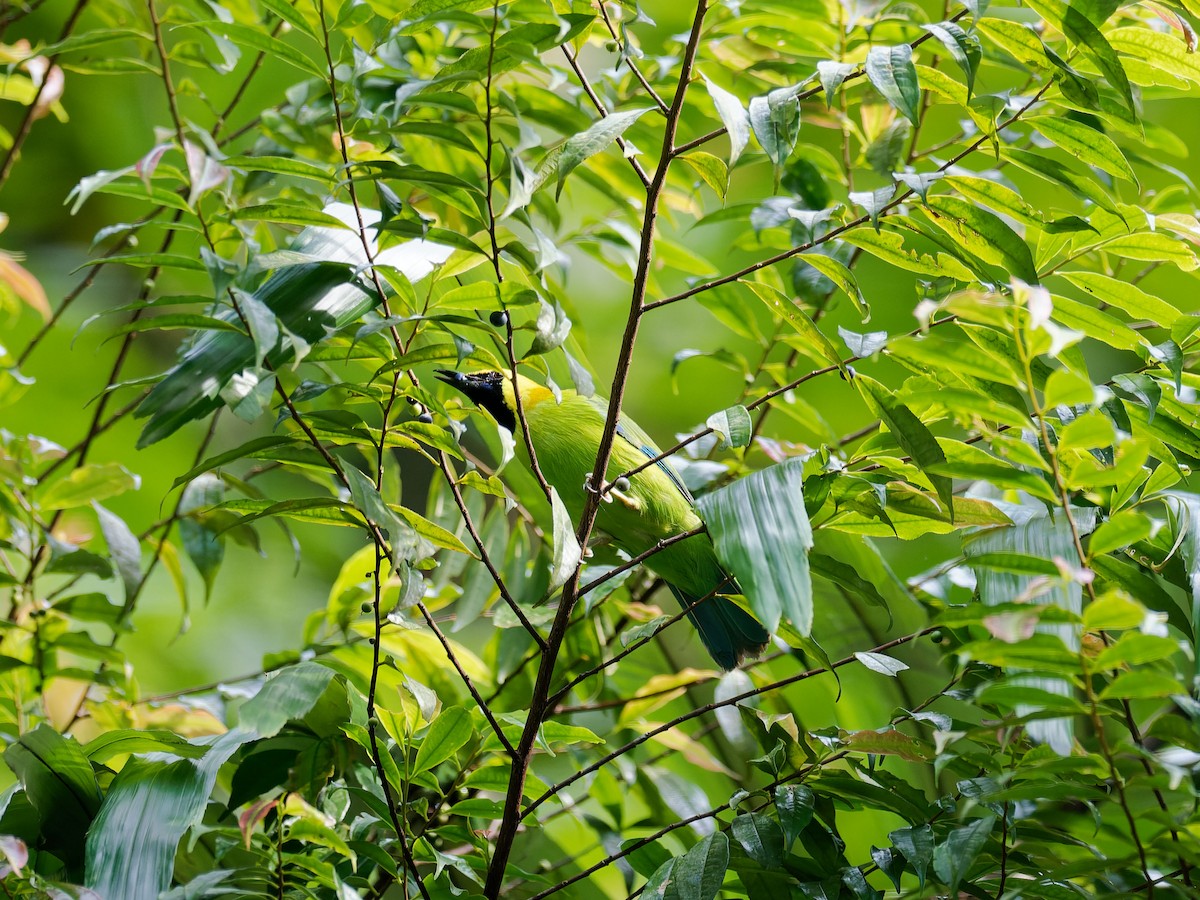 Blue-winged Leafbird - ML644511837