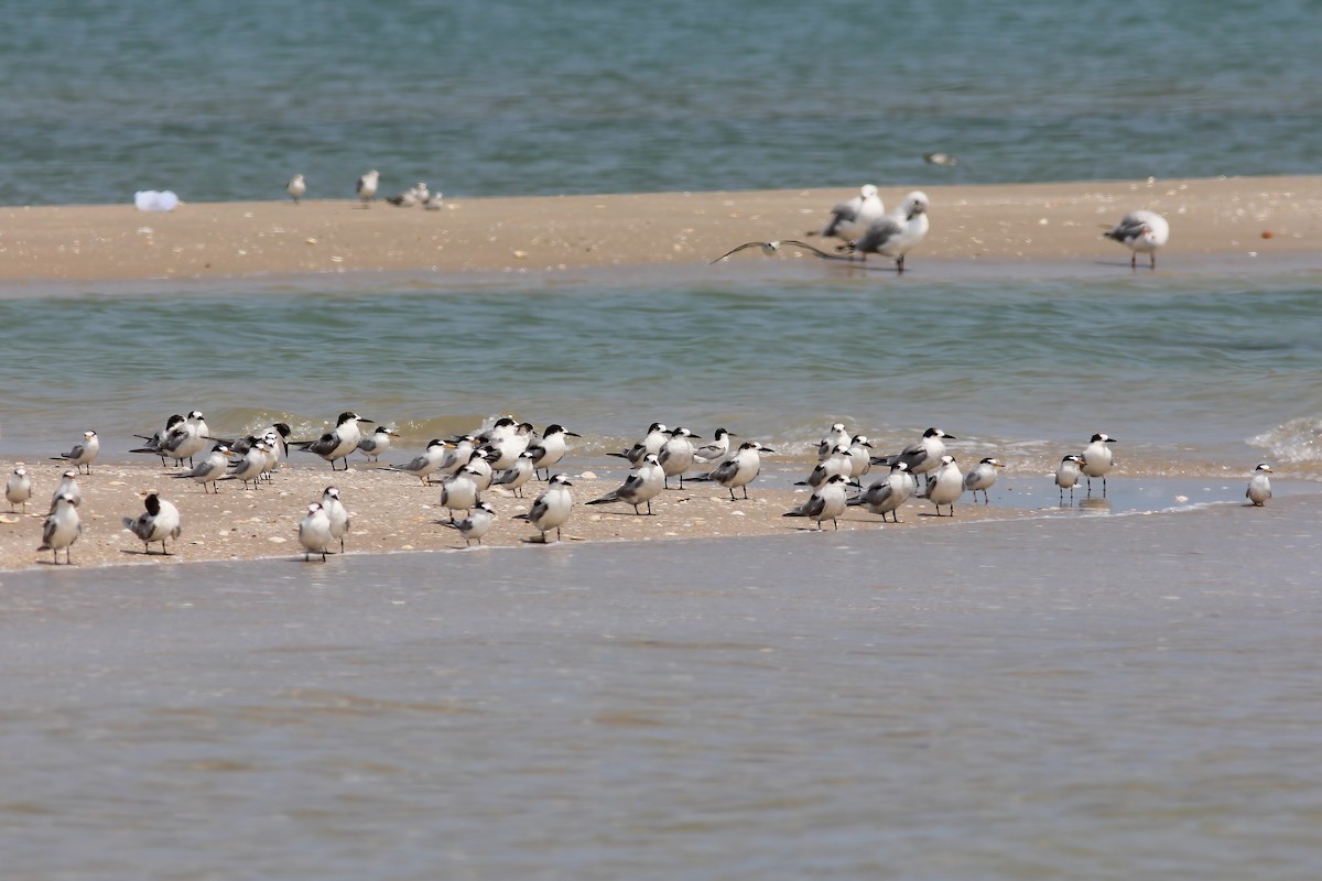 makrellterne - ML644511839