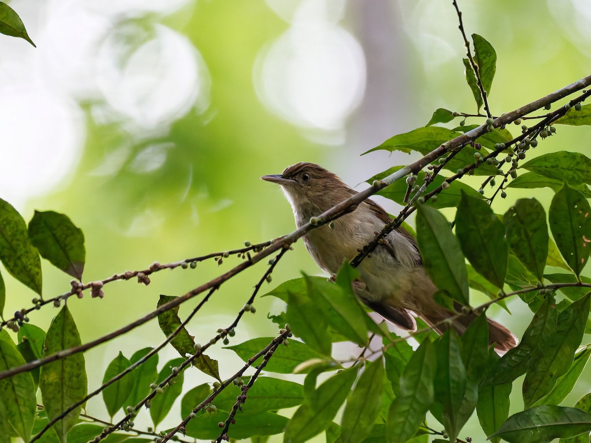 Buff-vented Bulbul - ML644511861