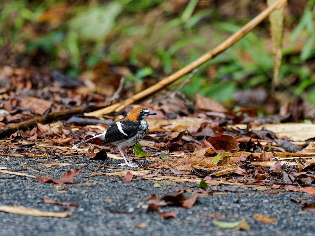 Chestnut-naped Forktail - ML644511864