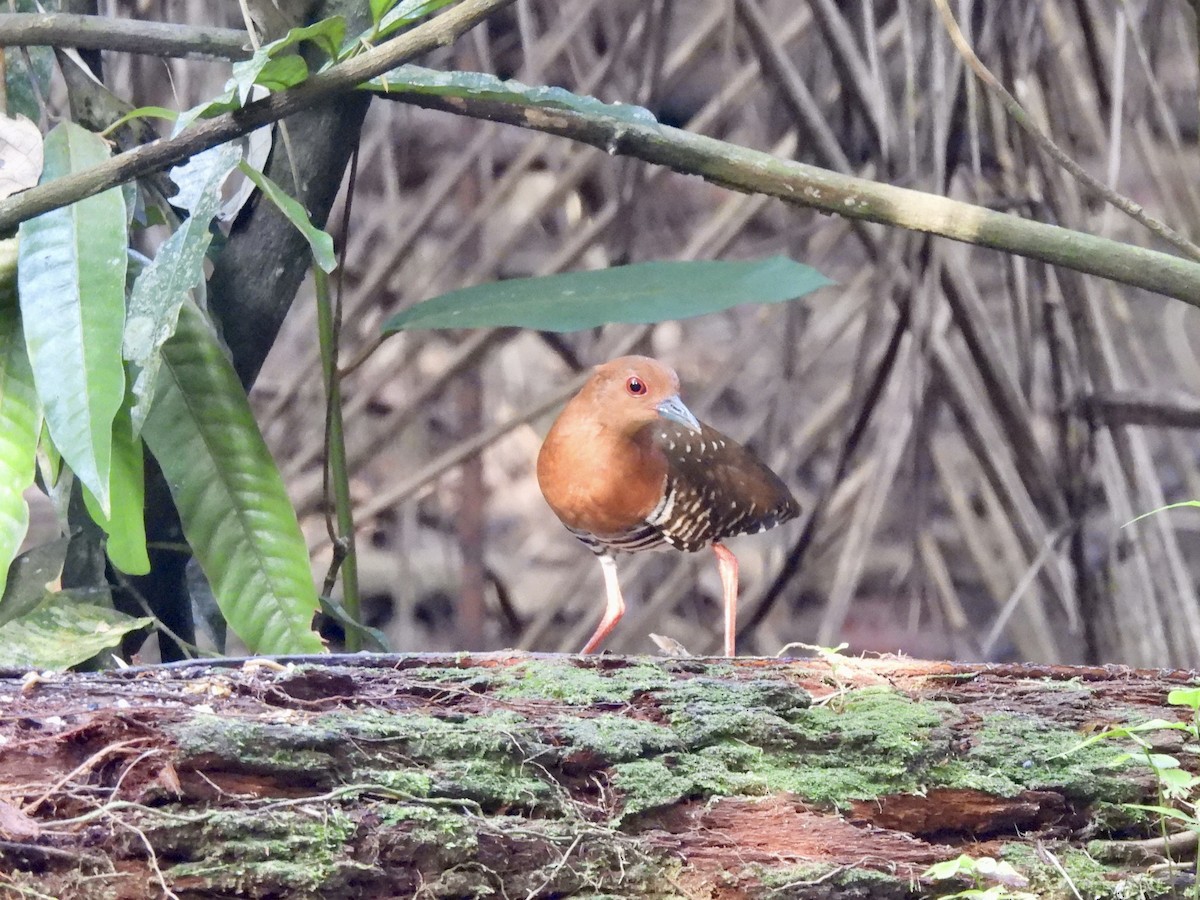 Red-legged Crake - ML644511870