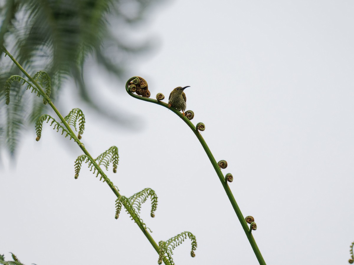 Streaked Spiderhunter - ML644511876