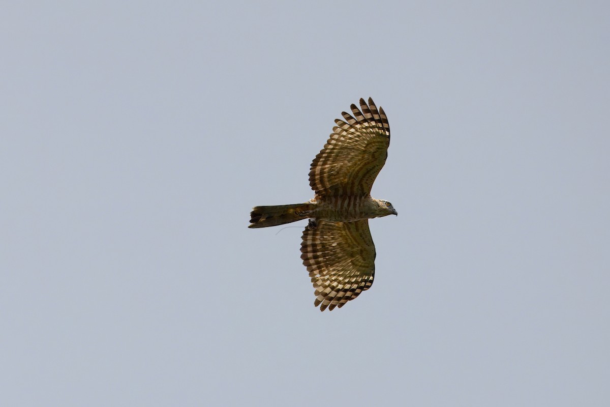 brunbaza - ML644511877