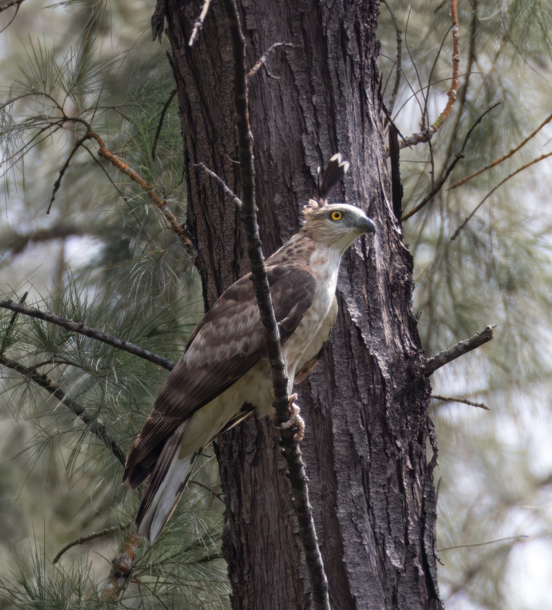 brunbaza - ML644511878