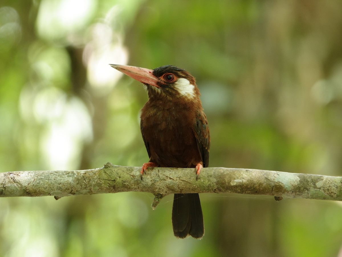 White-eared Jacamar - ML644511879
