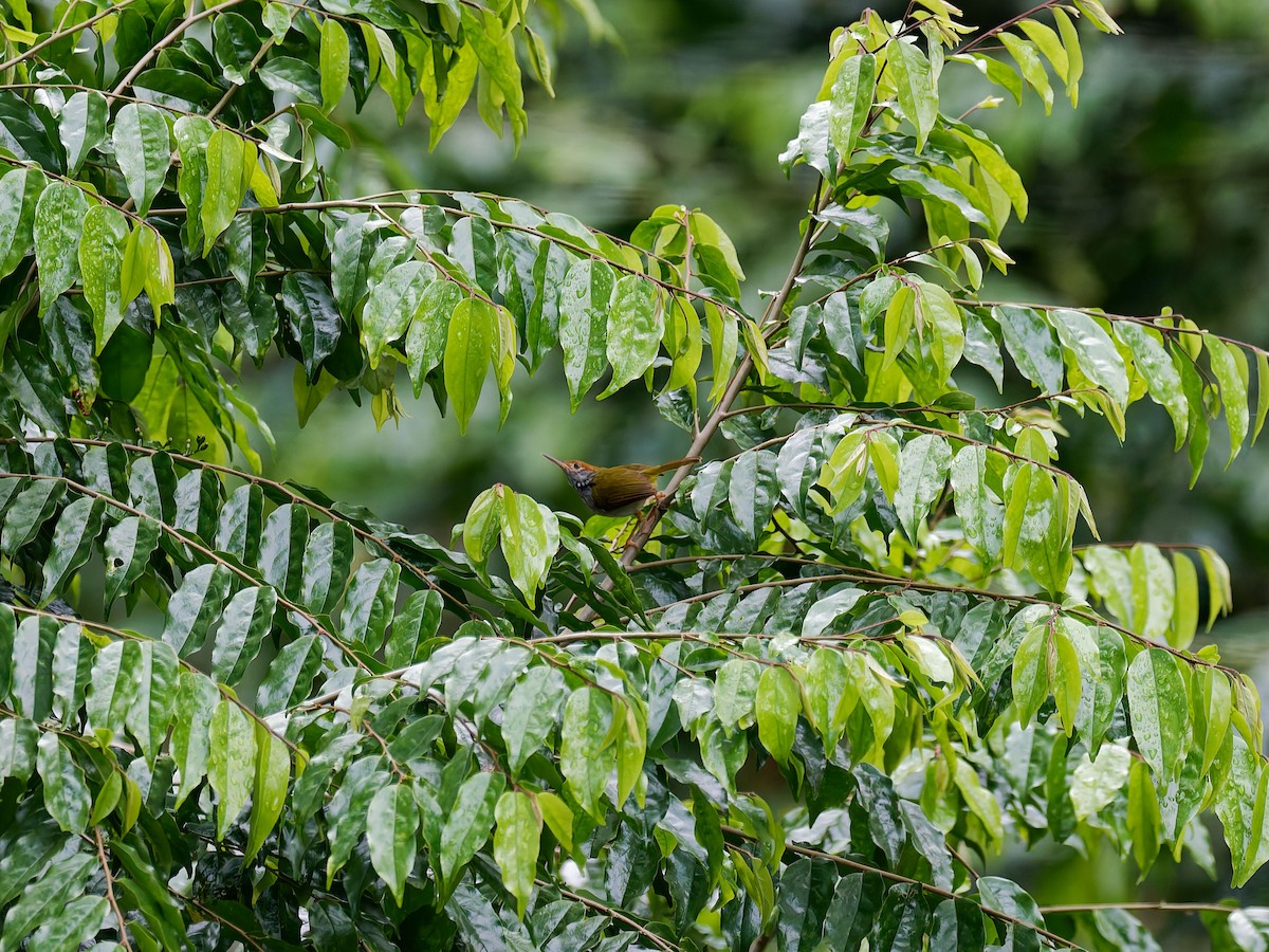 Dark-necked Tailorbird - ML644511887