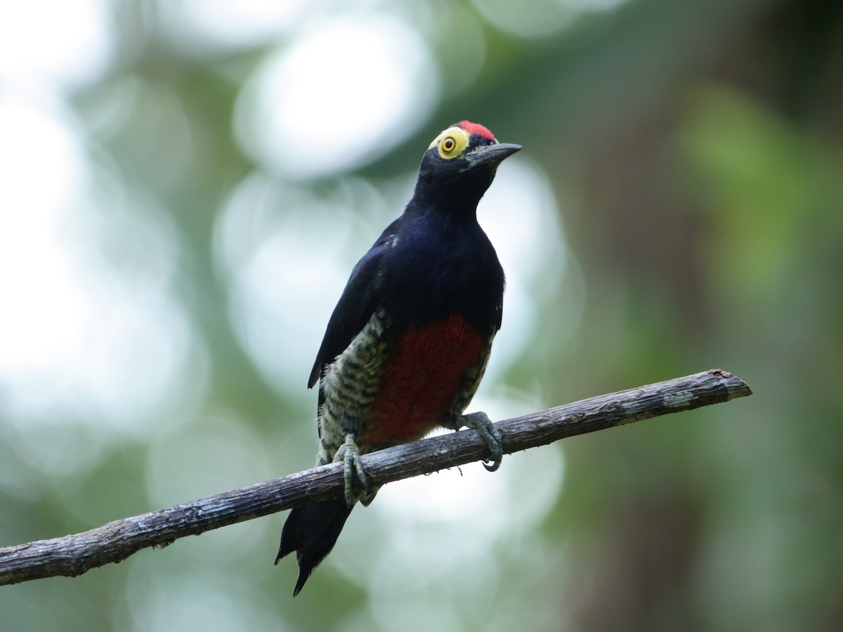 amazonspett - ML644511891