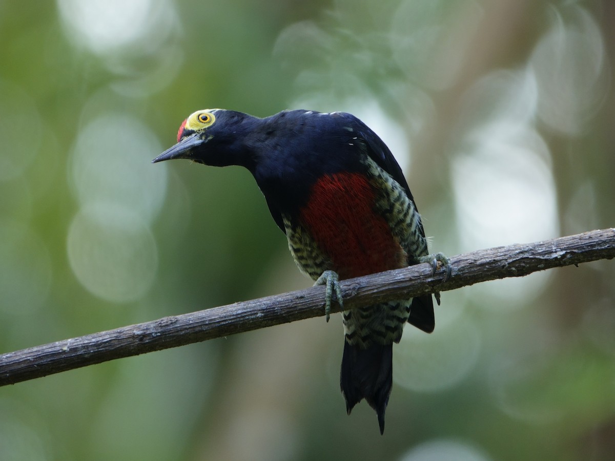 amazonspett - ML644511892