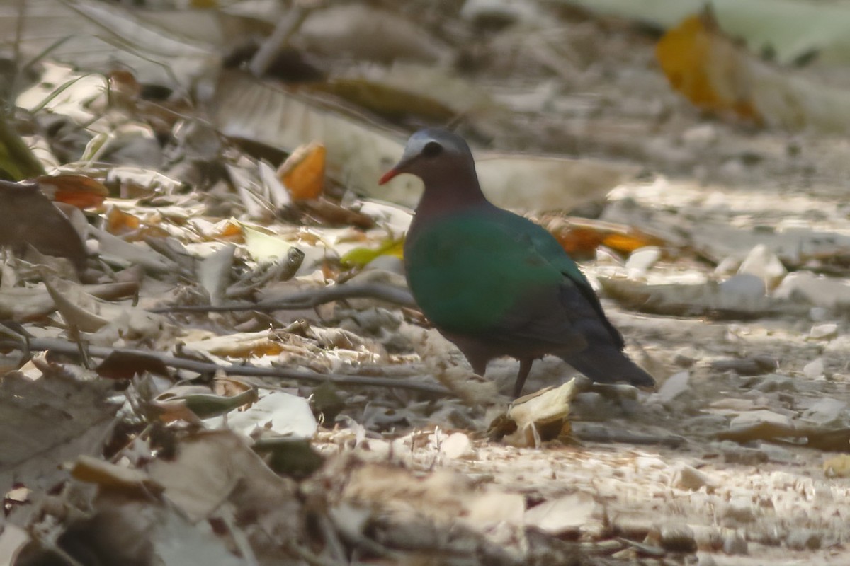Asian Emerald Dove - ML644511894