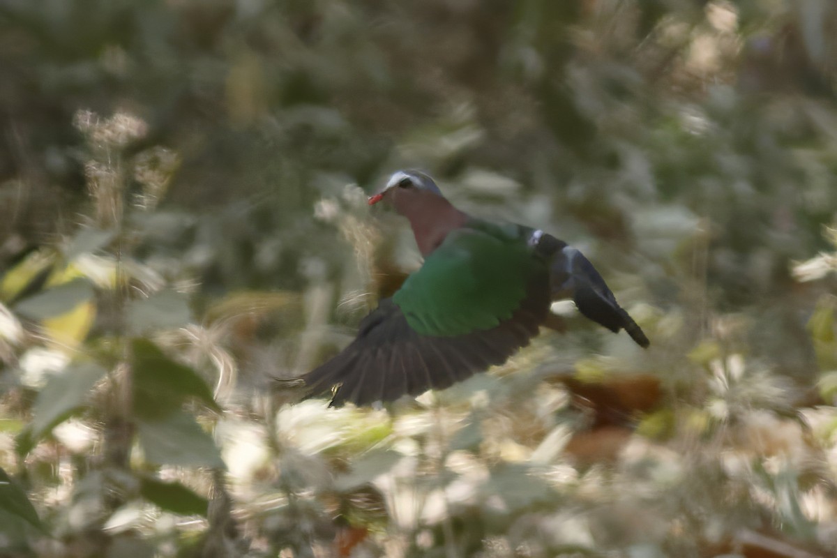 smaragddue - ML644511898