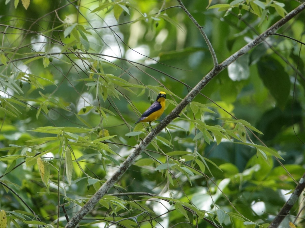 Thick-billed Euphonia - ML644511899