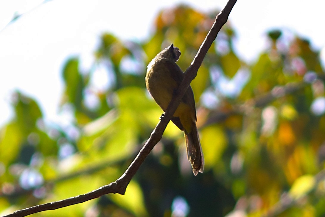 gulstenkbylbyl - ML644511900