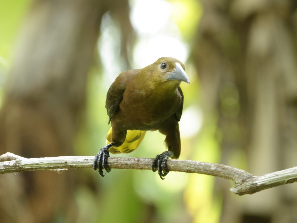 セアカオオツリスドリ - ML644511901