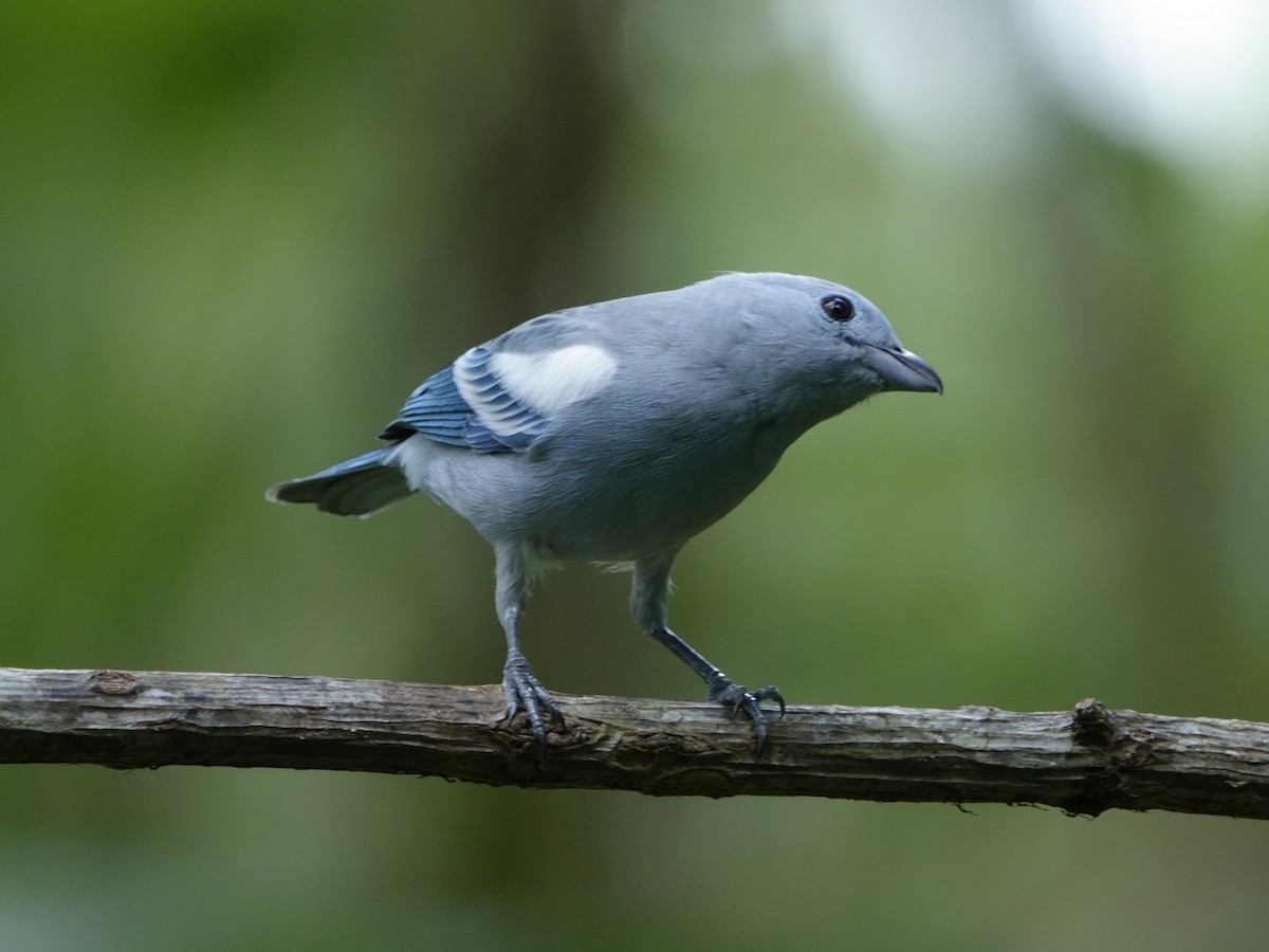 Blue-gray Tanager - ML644511902