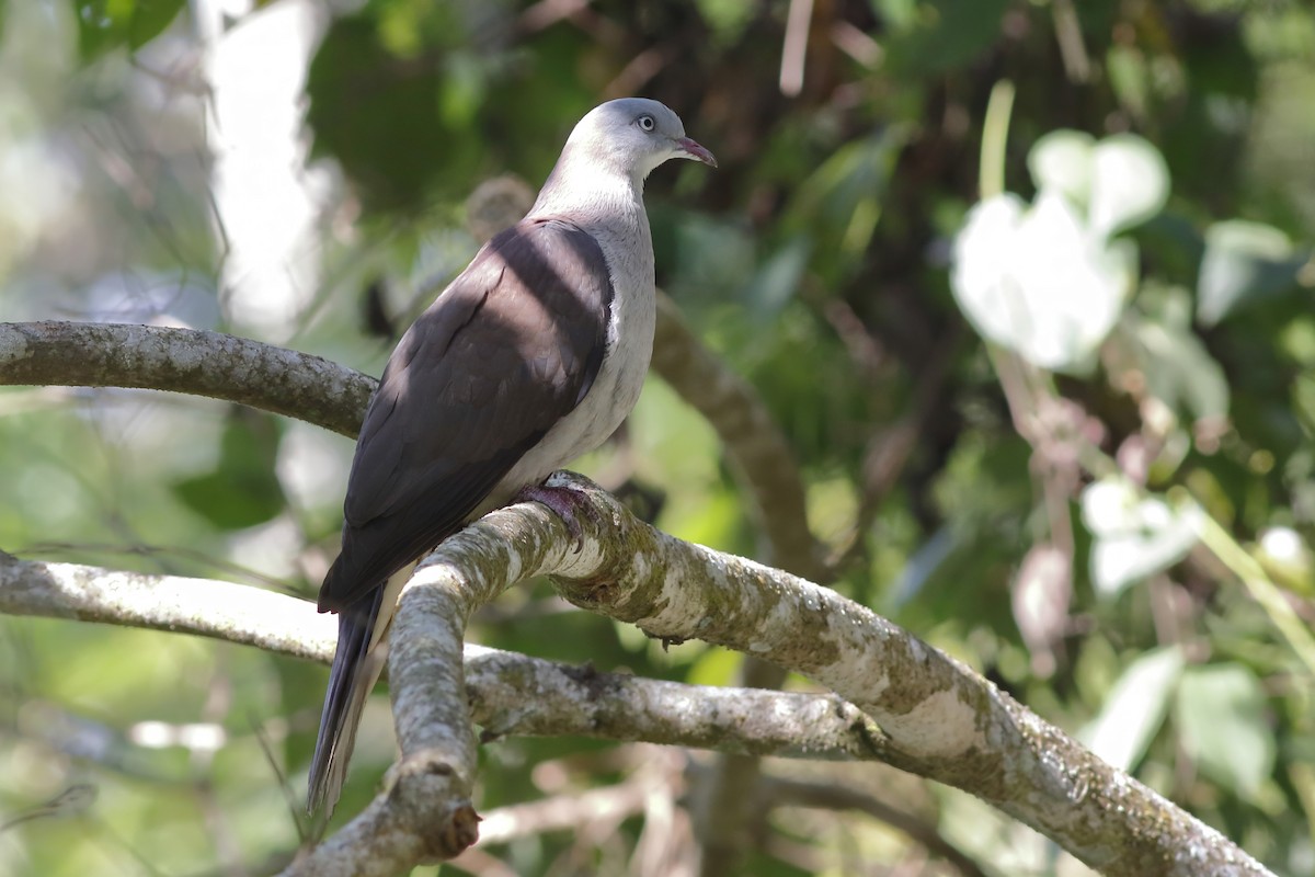 fjellkeiserdue - ML644511903