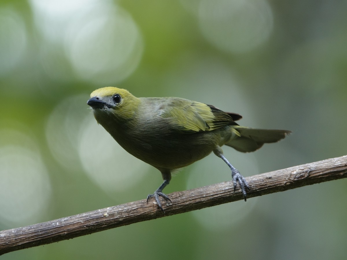 Palm Tanager - ML644511906