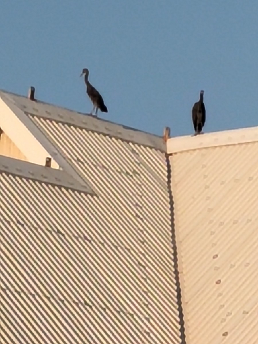 Pacific Reef-Heron - ML644511907