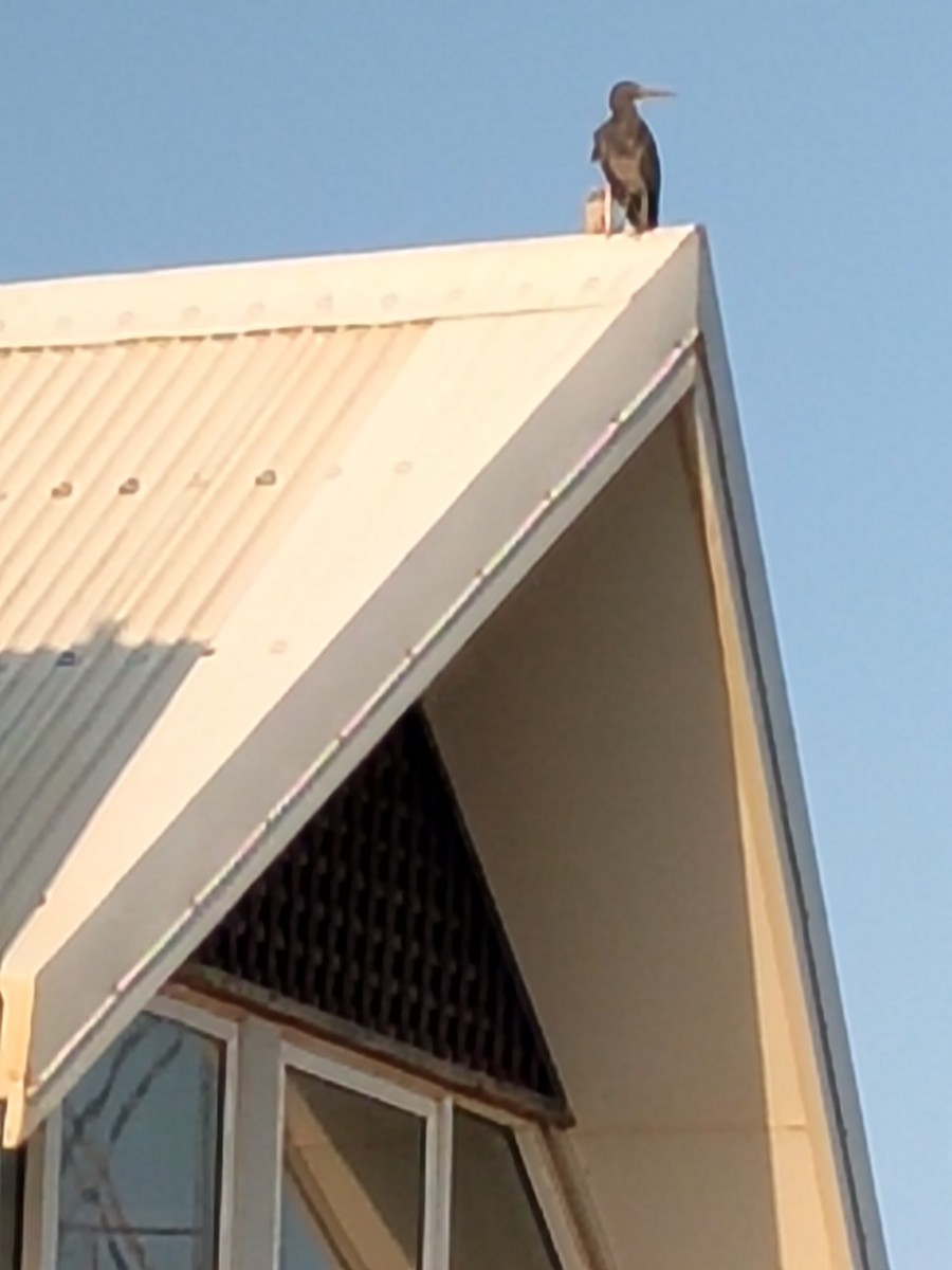 Pacific Reef-Heron - ML644511908