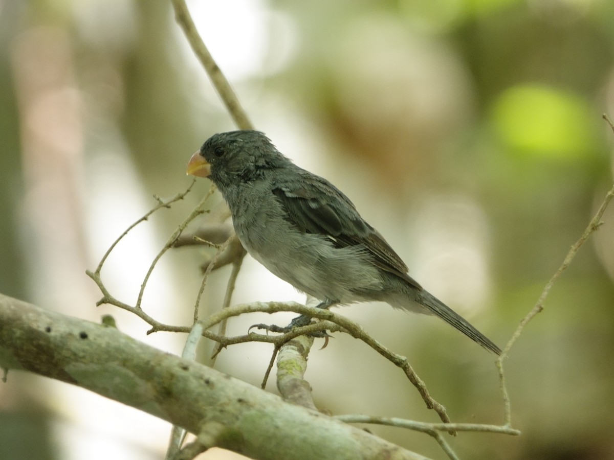 Gray Seedeater - ML644511909