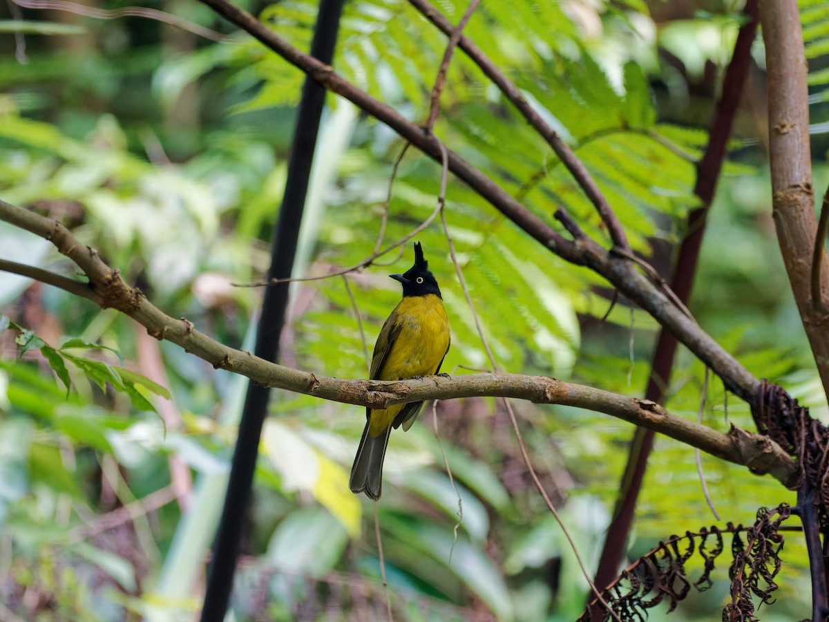 Black-crested Bulbul - ML644511912