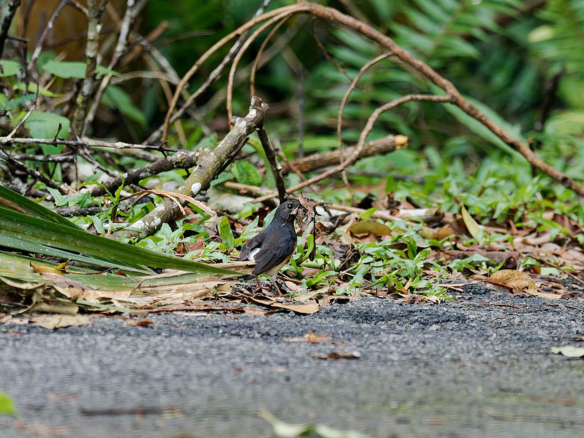 White-rumped Shama - ML644511913