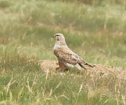 Upland Buzzard - ML644511922
