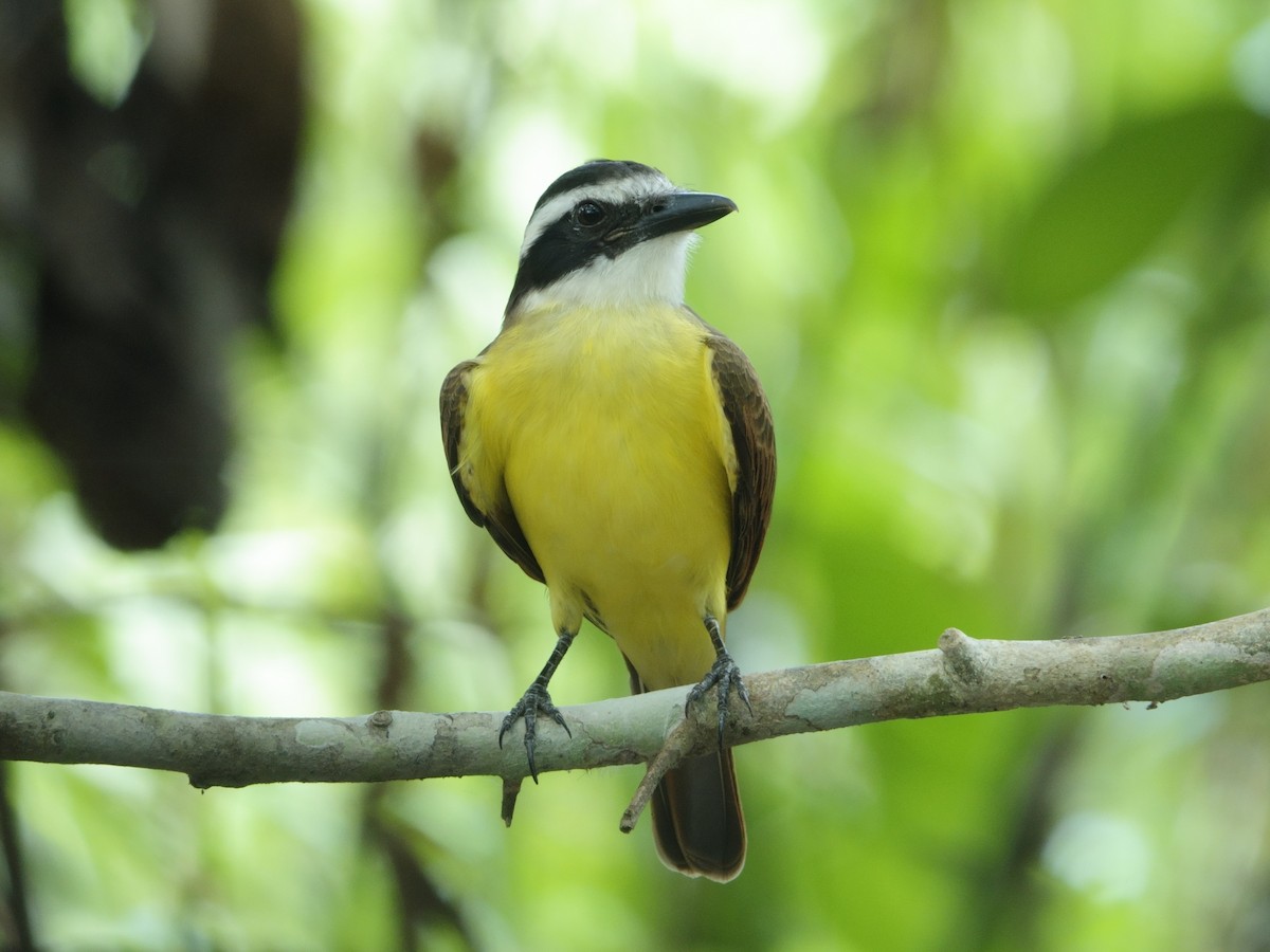 Great Kiskadee - ML644511931