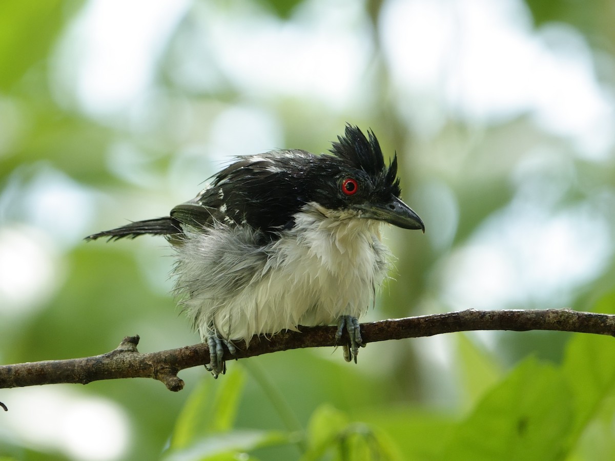 Great Antshrike - ML644511940