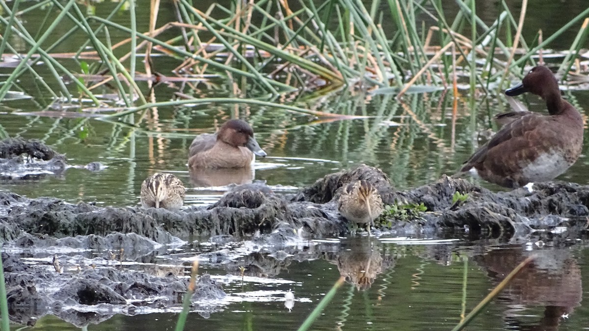 Hardhead - ML644511945