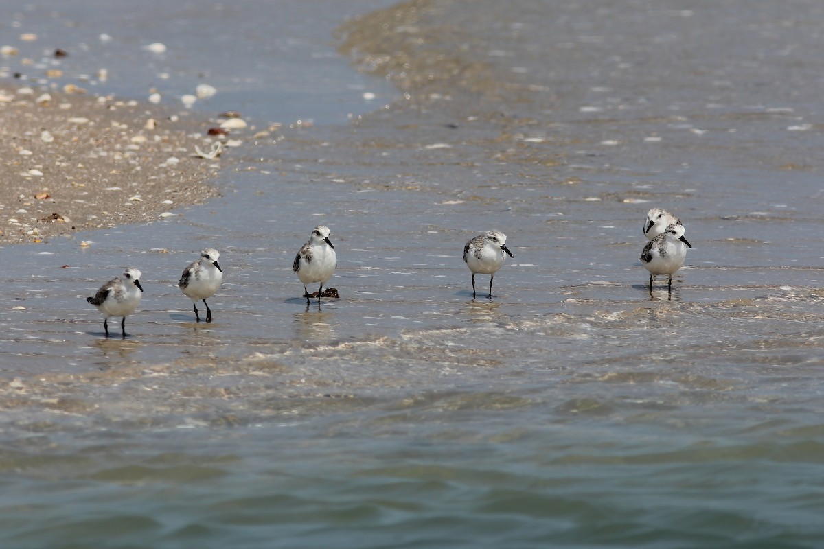 sandløper - ML644511951