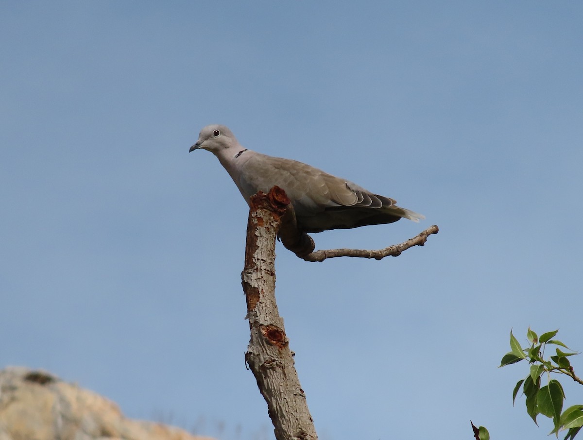 hrdlička zahradní - ML644511955
