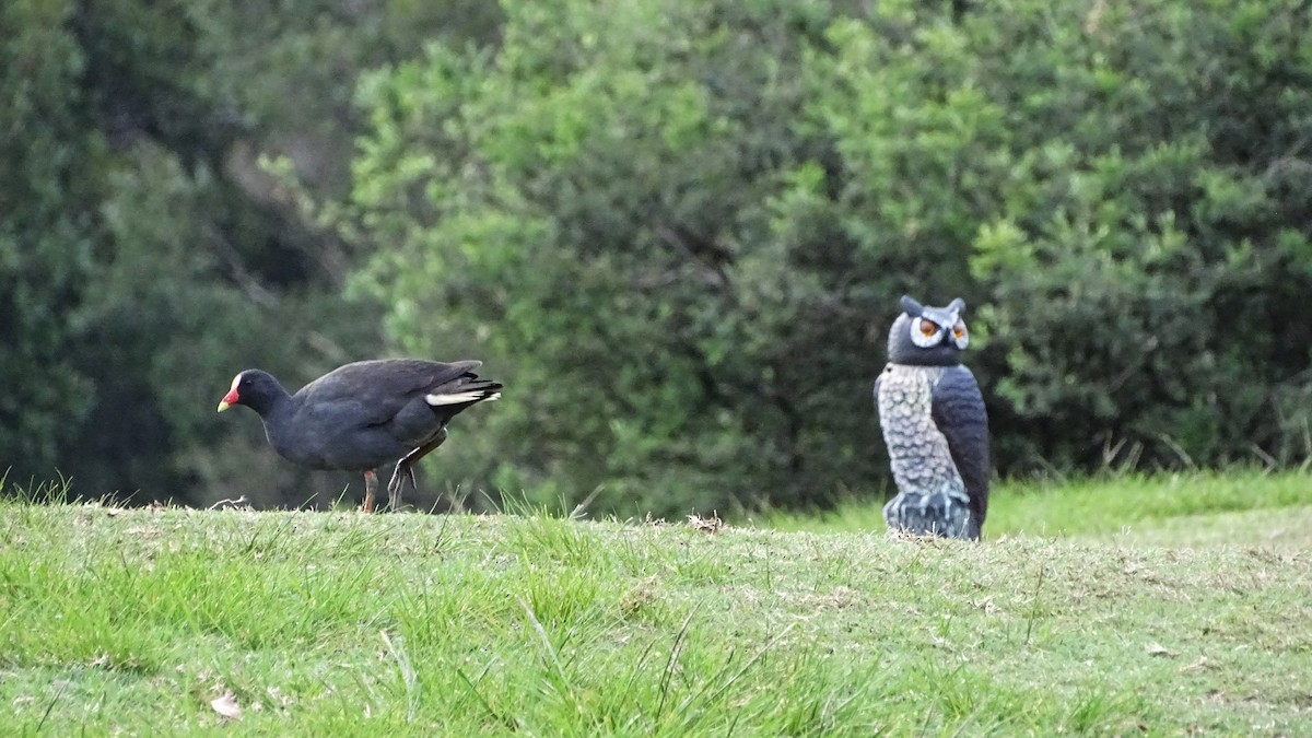 Dusky Moorhen - ML644511958