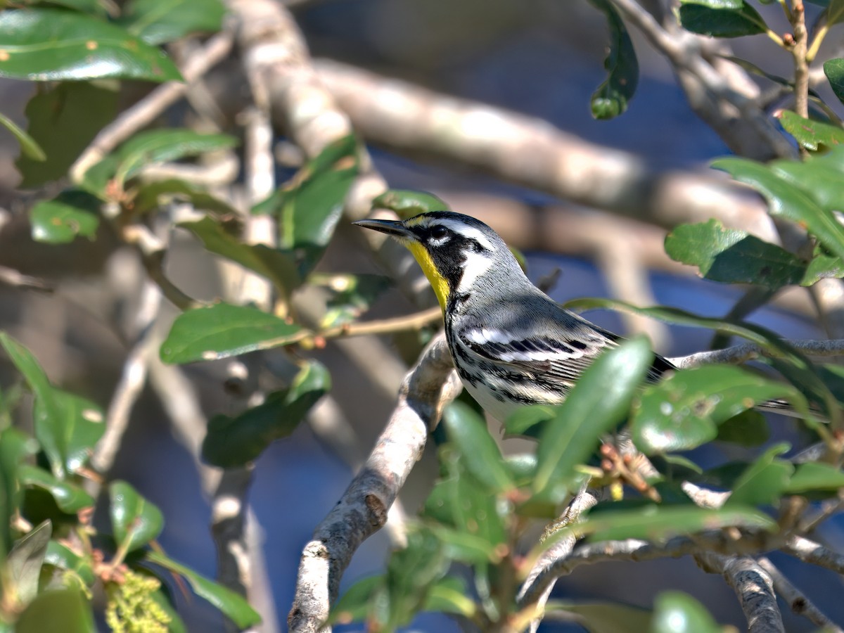 Yellow-throated Warbler - ML644511959