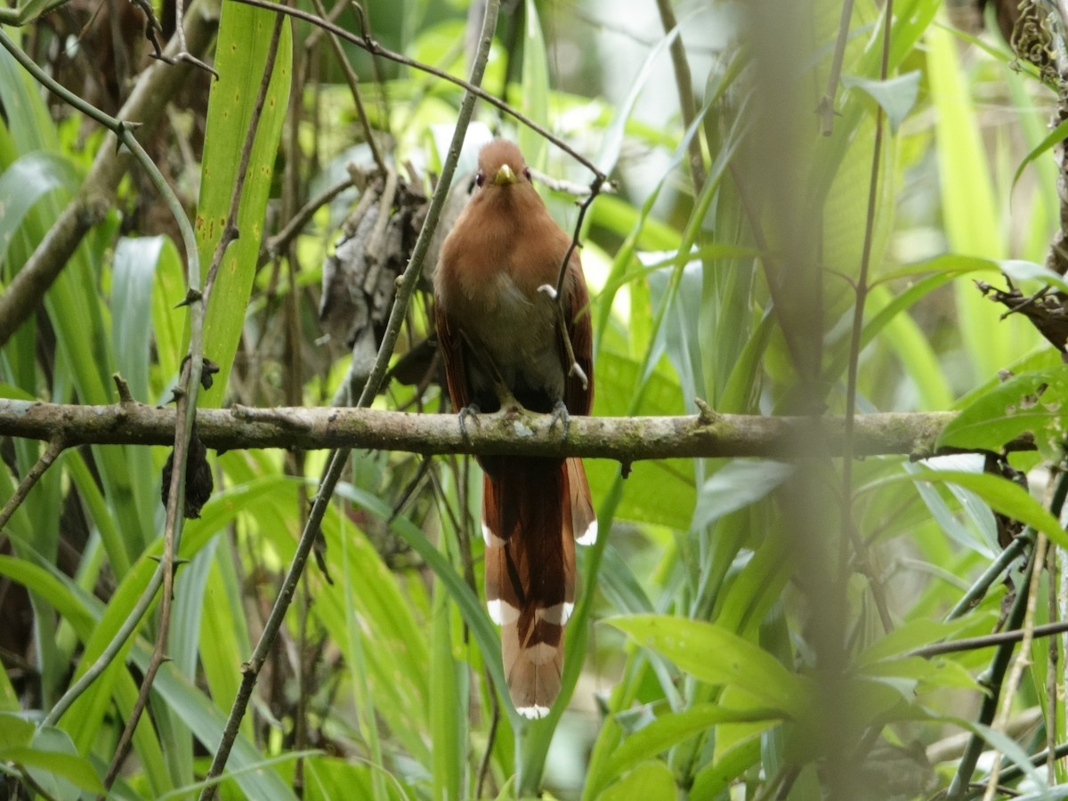 Little Cuckoo - ML644511969