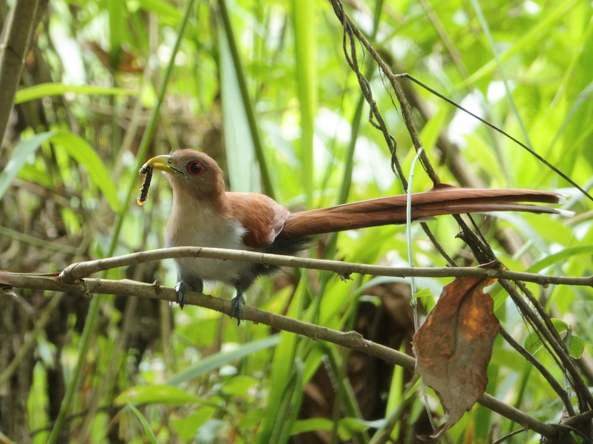 Common Squirrel-Cuckoo - ML644511971