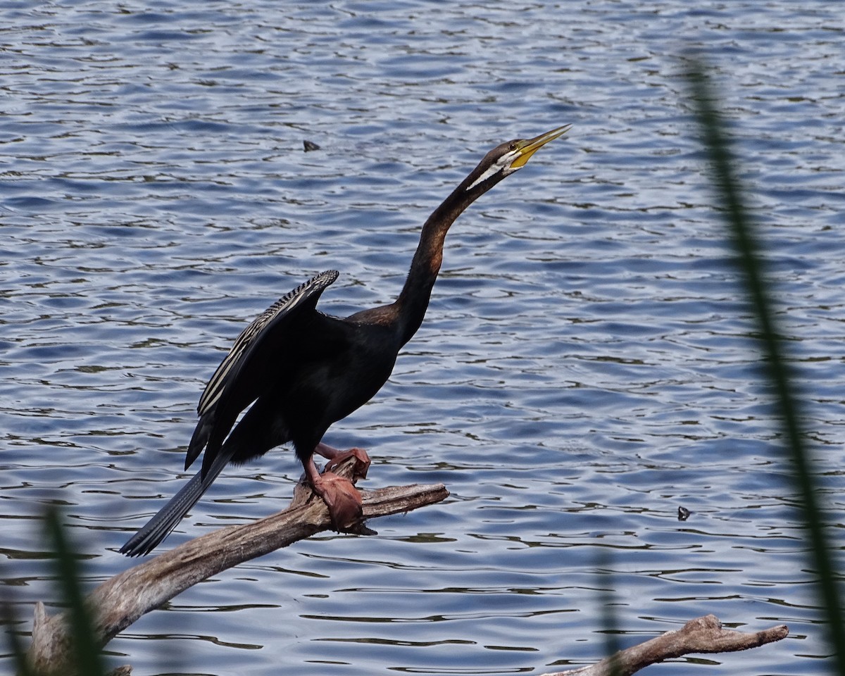 オーストラリアヘビウ - ML644511972