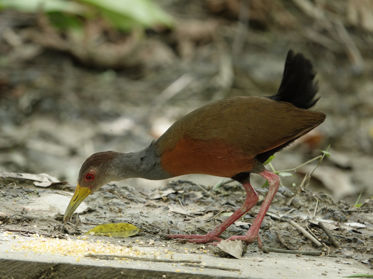 Gray-cowled Wood-Rail - ML644511974