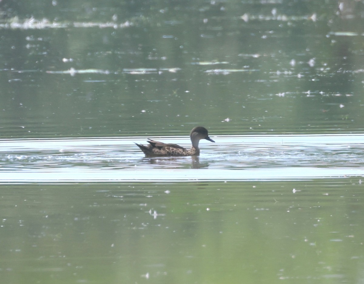 Gray Teal - ML644511980