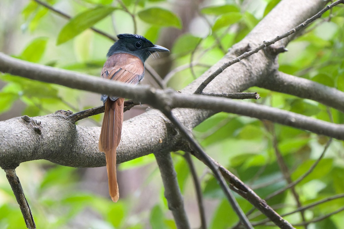 Tchitrec de Blyth - ML644511986