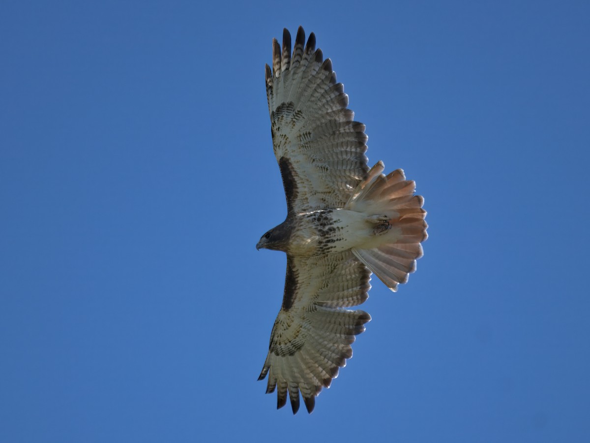 Poiana codarossa - ML644511987