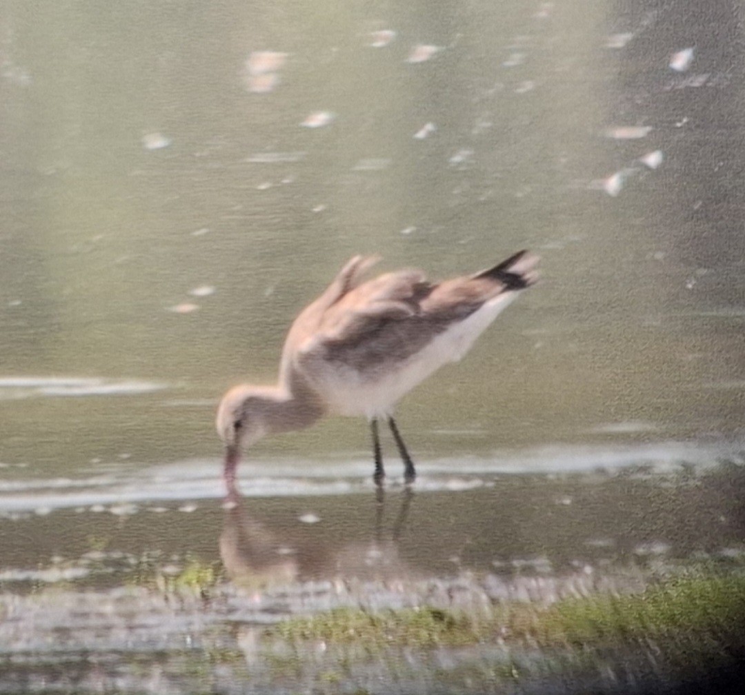 Black-tailed Godwit (melanuroides) - ML644511989